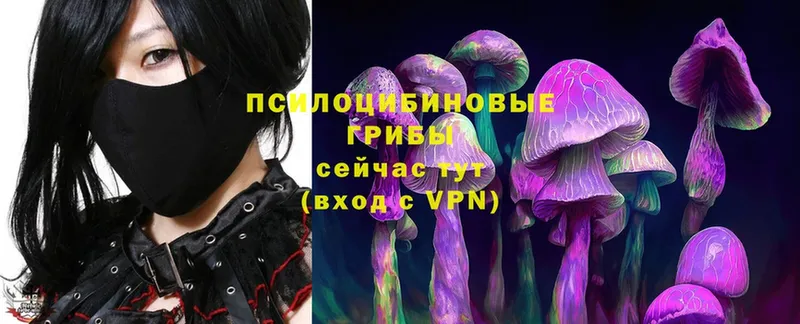 Псилоцибиновые грибы Psilocybe  Коломна 